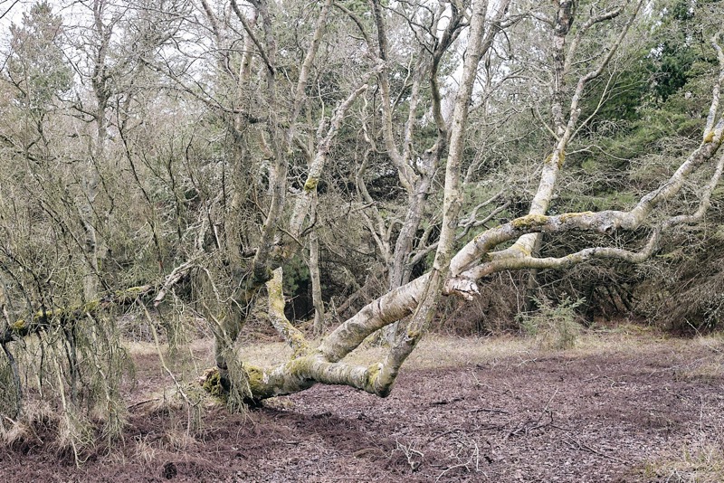 Notes on nature no.1