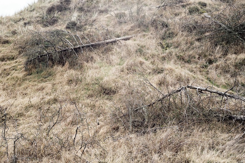 Notes on nature no.2